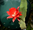 red orchid cactus disocactus ackermannii  domes 2326 29may24