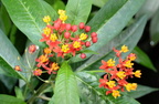 tropical milkweed asclepias curassavica domes 2319 29may24