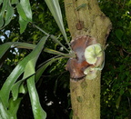 staghorn fern platycerium bifurcatum domes 2348 29may24