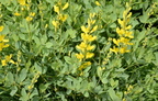 yellow wild indigo baptisia sphaerocarpa domes 2366 29may24