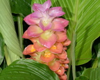 tumeric curcuma longa domes 2322 29may24