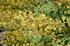 yellow wild indigo baptisia sphaerocarpa domes 2371 29may24