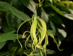 ylang-ylang cananga odorata domes 2328 29may24