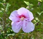 rose of sharon hibiscus syriacus mallory 0061 18aug24