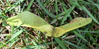 seed norway maple acer platanoides mallory 0066 18aug24