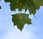 norway maple acer platanoides mallory 0063 18aug24