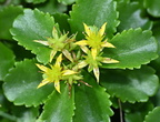 kamchatka stonecrop phedimus kamtschaticus mallory 0069 18aug24