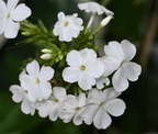 garden phlox phlox paniculata mallory 0070 18aug24