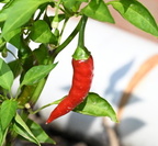 chilli capsicum frutescens mallory 0060 18aug24