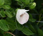 crimsoneyed rosemallow hibiscus moscheutos mallory 0071 18aug24