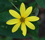 woodland sunflower helianthus divaricatus grant park 0161 22aug24