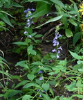 great blue lobelia lobelia siphilitica grant park 0181 22aug24