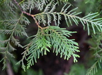 eastern arborvitae thuja occidentalis grant park 0183 22aug24