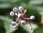 dolls eyes actaea pachypoda grant park 0189 22aug24