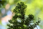 canadian yew taxus canadensis grant park 0185 22aug24