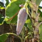 banana inflorescence bayambang 9243 25jan24