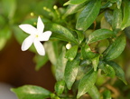 crepe jasmine tabernaemontana divaricata bayambang 9407 28jan24