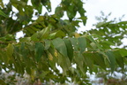 indian charcoal tree trema orientale dupinga river gabaldon nueva ecija 0089 30jan24