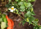 spanish needles bidens pilosa dingalan aurora grotto 0241 31jan24