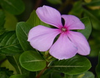 periwinkle catharanthus roseus dupinga river gabaldon nueva ecija 0216 31jan24