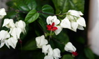 bleeding heart glorybower clerodendrum thomsoniae dupinga river gabaldon nueva ecija 0213 31jan24