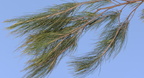 beach sheoak casuarina equisetifolia dingalan aurora grotto 0316 31jan24