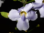 bengal clockvine thunbergia grandiflora gabaldon nueva ecija 0423 31jan24