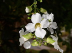 bengal clockvine thunbergia grandiflora gabaldon nueva ecija 0434 31jan24