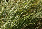 bamboo reed arundo donax dingalan aurora grotto 0275 31jan24