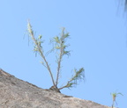 beach sheoak casuarina equisetifolia dingalan aurora grotto 0313 31jan24