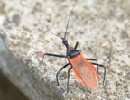 assassin bug reduviidae dingalan aurora grotto 0308 31jan24