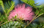 surinamese stickpea calliandra surinamensis sirmata cuyapo nueva ecija 0525 3feb24