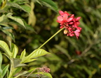 peregrina jatropha integerrima sirmata cuyapo nueva ecija 0544 3feb24