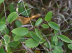 mountain fly honeysuckle lonicera caerulea farm 2449 30sep24