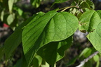 northern catalpa catalpa speciosa farm 2450 30sep24