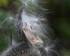 milkweed seeds farm 2412 30sep24