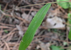 foxtail bristle grass setaria italica farm 2432 30sep24