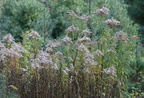 goldenrod solidago canadensis farm 2411 30sep24