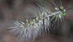 foxtail bristle grass setaria italica farm 2431 30sep24