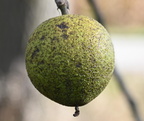 black walnut juglans nigra farm 2446 30sep24