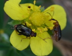 black headed flea beetle systena hudsonias farm 2426 30sep24