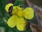 black headed flea beetle systena hudsonias farm 2425 30sep24