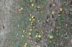 walnuts front gate farm 2436 30sep24