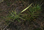 whorled milkweed asclepias verticillata farm 2485 8oct24