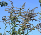 tall goldenrod solidago gigantea farm 2468 8oct24a