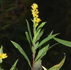 tall goldenrod solidago gigantea farm 2470 8oct24