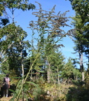 tall goldenrod solidago gigantea farm 2468 8oct24