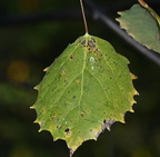 large toothed aspen populus grandidentata farm 2478 8oct24