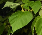 northern catalpa catalpa speciosa farm 2479 8oct24