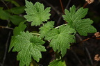 common motherwort leonurus cardiaca farm 2483 8oct24